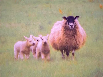 Triplets, 2018